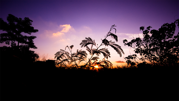 Silhouette Romance II