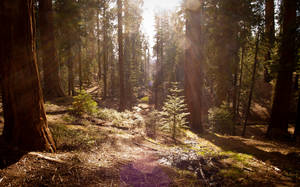 Light Through Forest