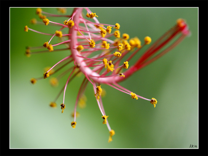 Hibiscus