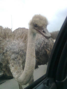 Watch out! Ostrich at my Window