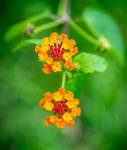 Color of Life by Anantaphoto