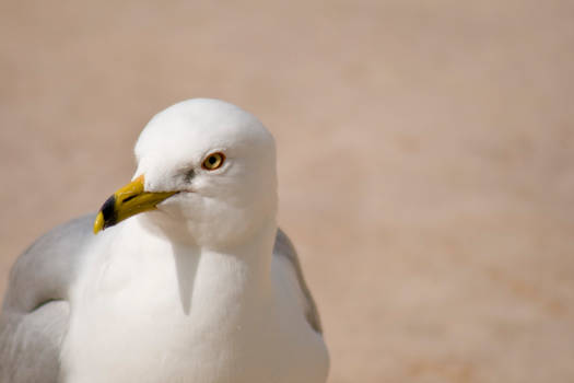 Gull