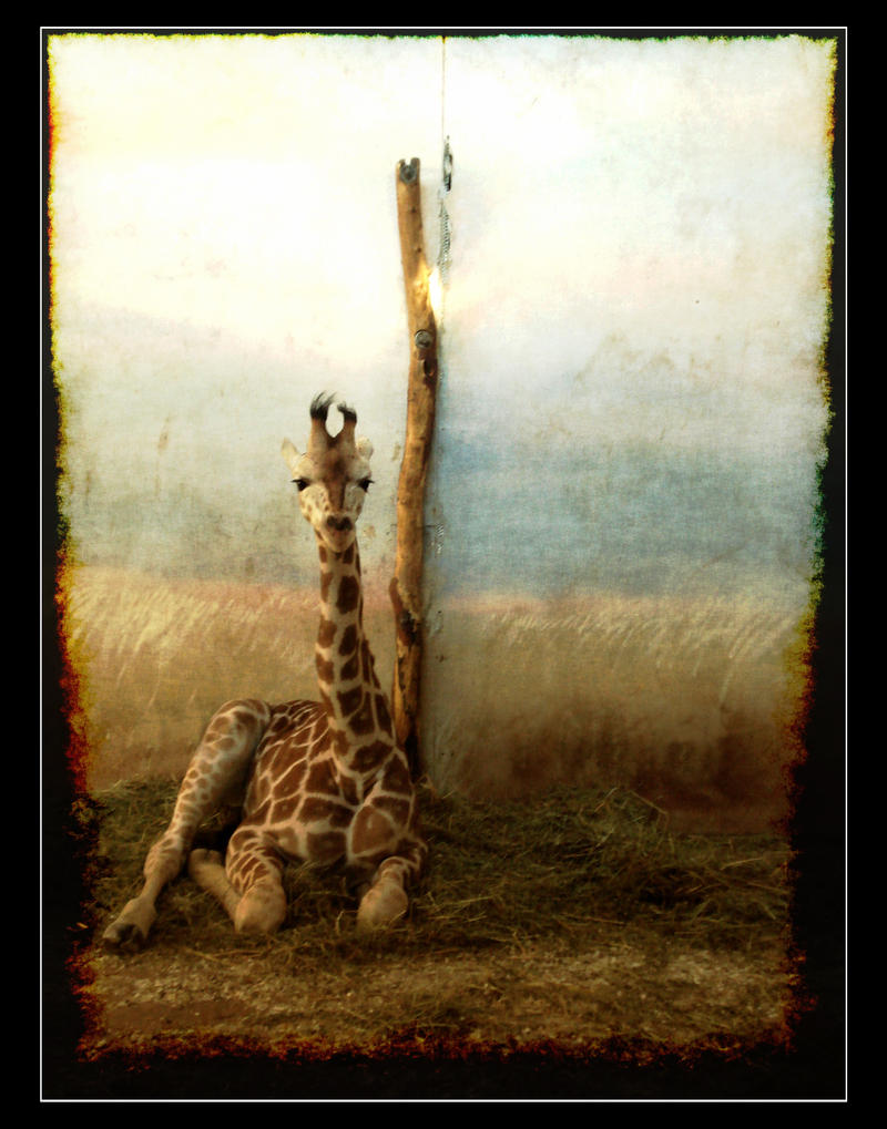 Camelopard