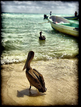 la Playa de los Pelicanos