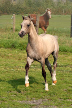 Foal01