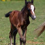 Foal2