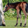 Foal3