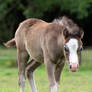 Foal05