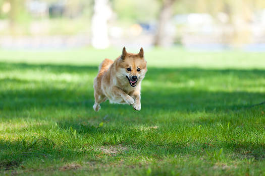 Icelandic Sheepdog