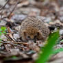 Igel