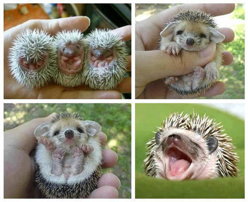 Little and cute hedgehogs.
