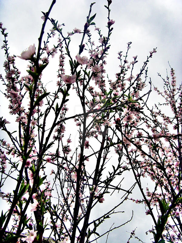 Apricot flowers