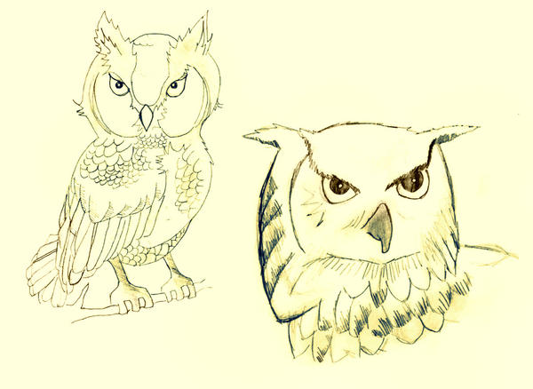 Owls Go Hoot.