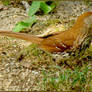 Brown Thrasher