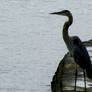 Crane at the lake