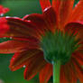 Fleur Umbrella