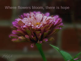 flowers bloom hope