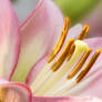 Pink Lilly