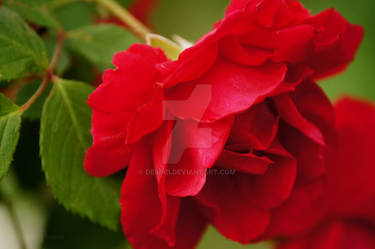 Red Rose of January