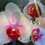 Orchid1