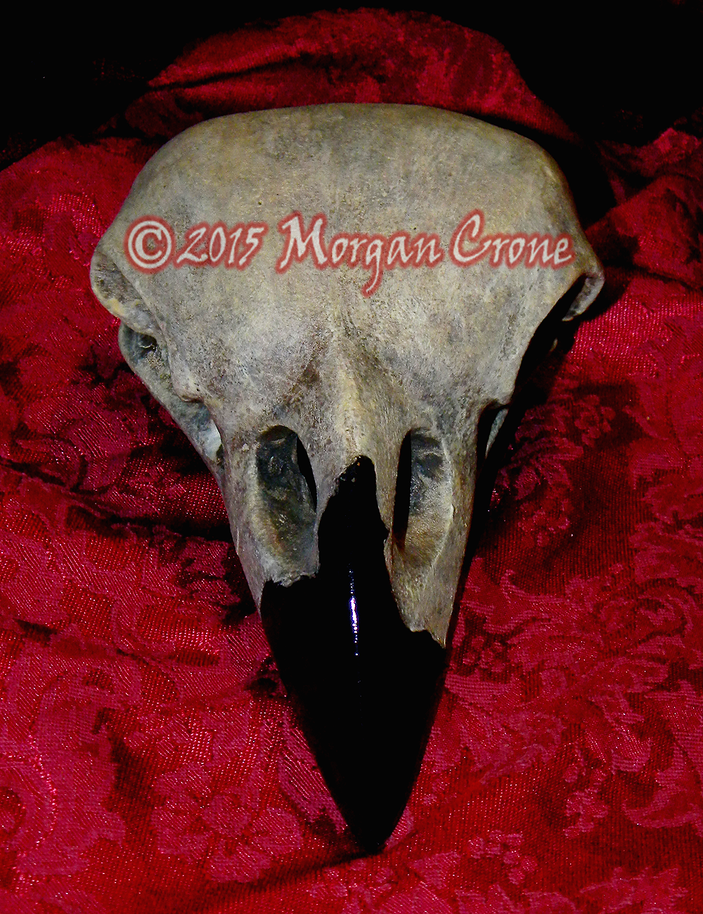 Giant Corvid Skulls