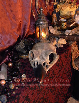 Giant Corvid Skull