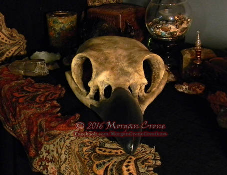 Giant Corvid Skull 3