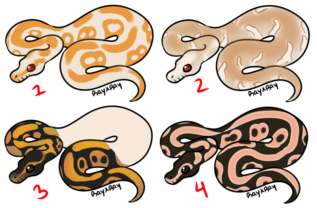 Doves That Cry Ball Pythons (CLOSED) by rayxray on DeviantArt
