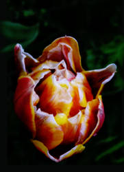 Tulip