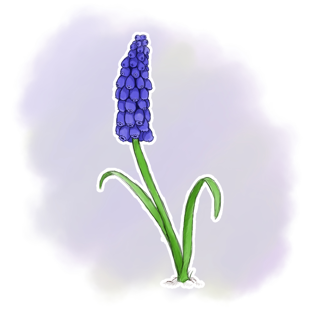 Muscari