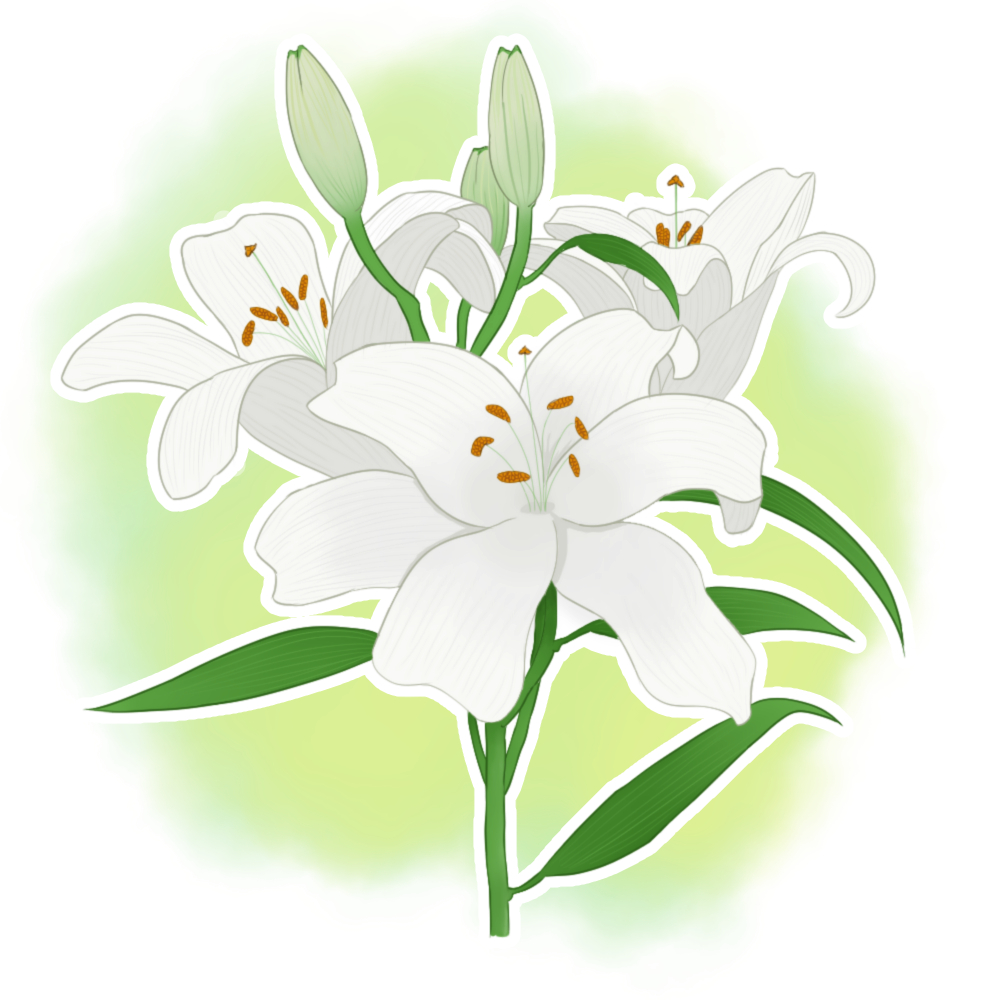 White Lilies