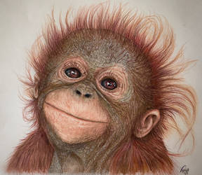 Baby orangutan 