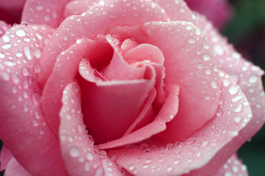 Close Pink Rose