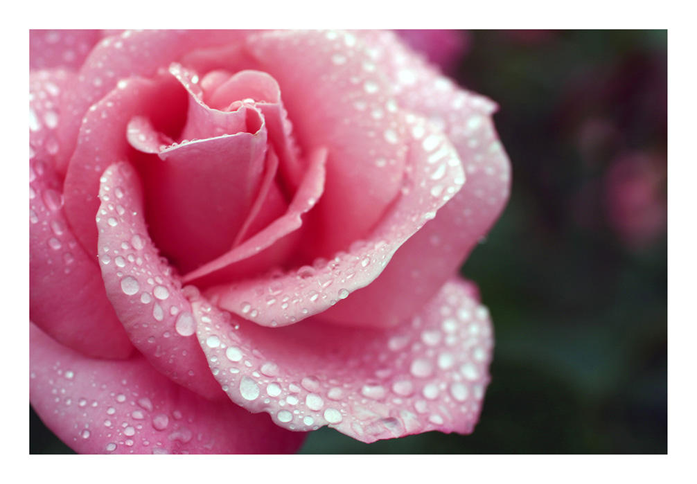 Pink Rpze Pink Rose by kittenporn on DeviantArt