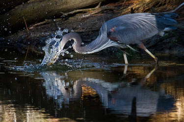 Fishing Great Heron