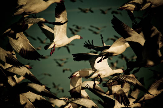 Snow Geese Take Off