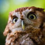 Northern Screech Owl