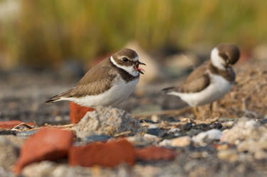 Plovers 1