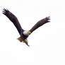 Bald Eagle with Fish 5