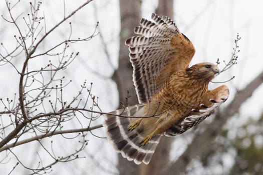 Red Shouldered Hawk Take Off