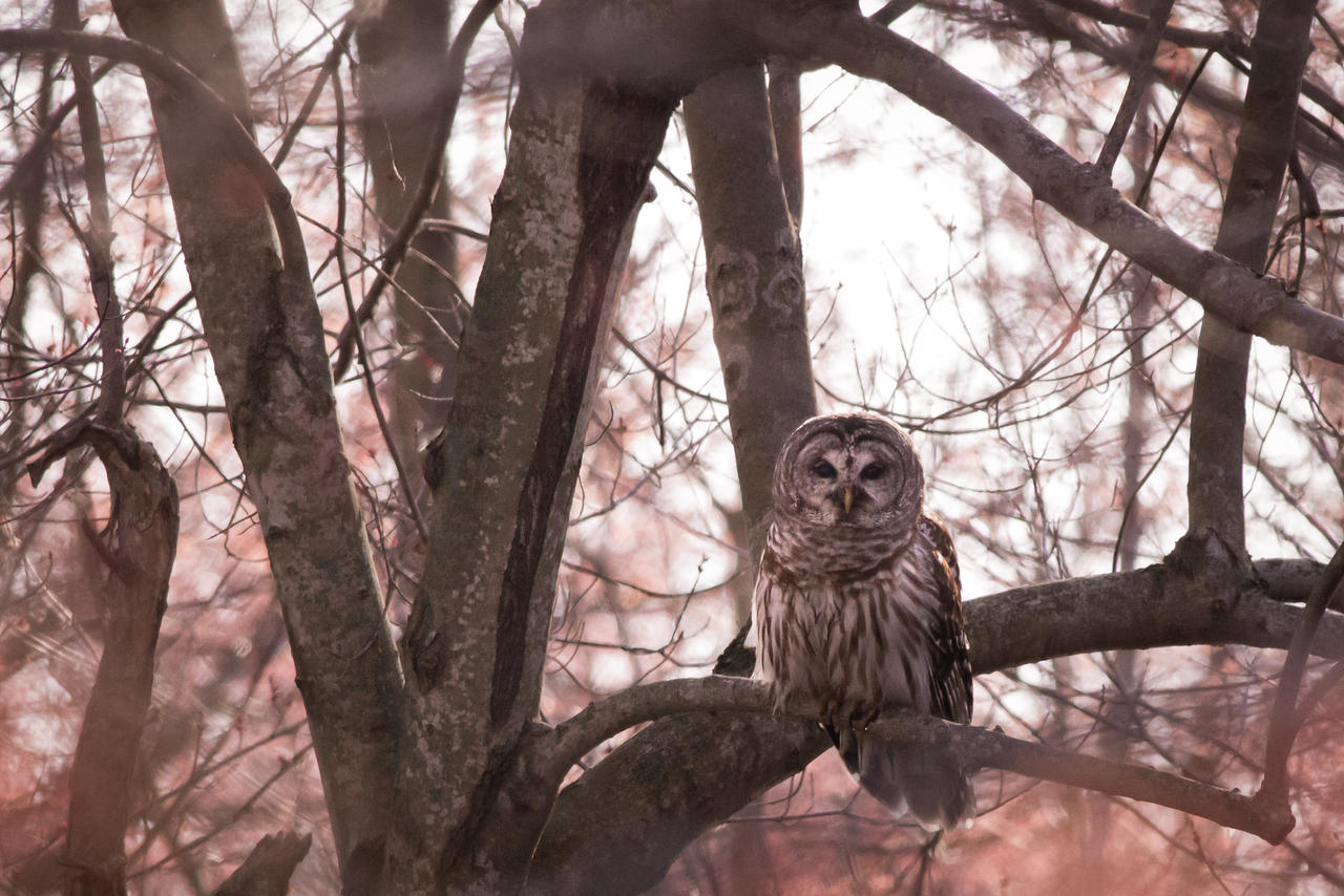 Barred Owl 4