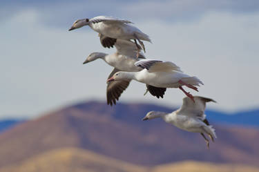 Snow Geese coming in for landing
