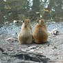 Two Baby Capybara