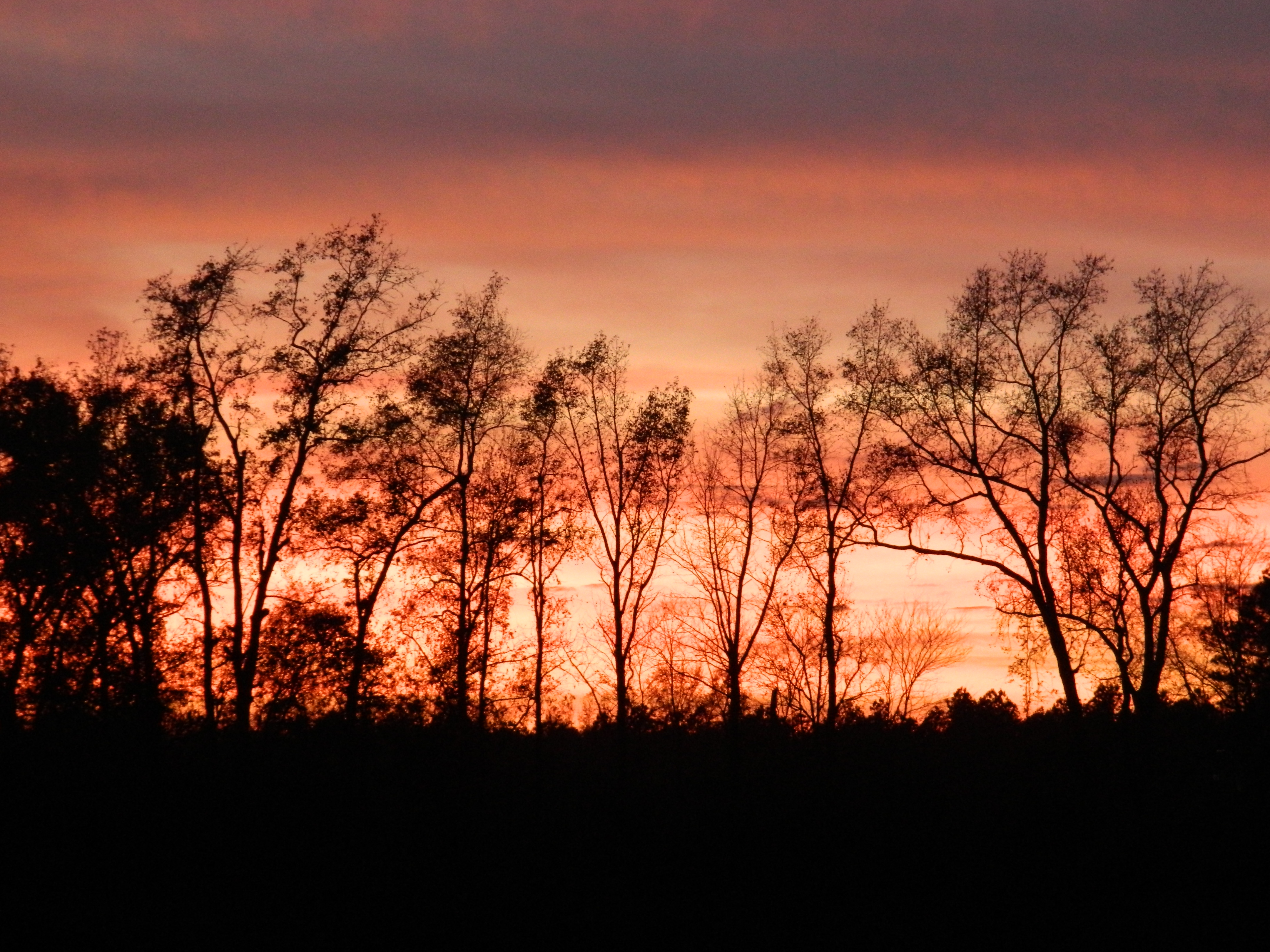 Sunset Through the Trees