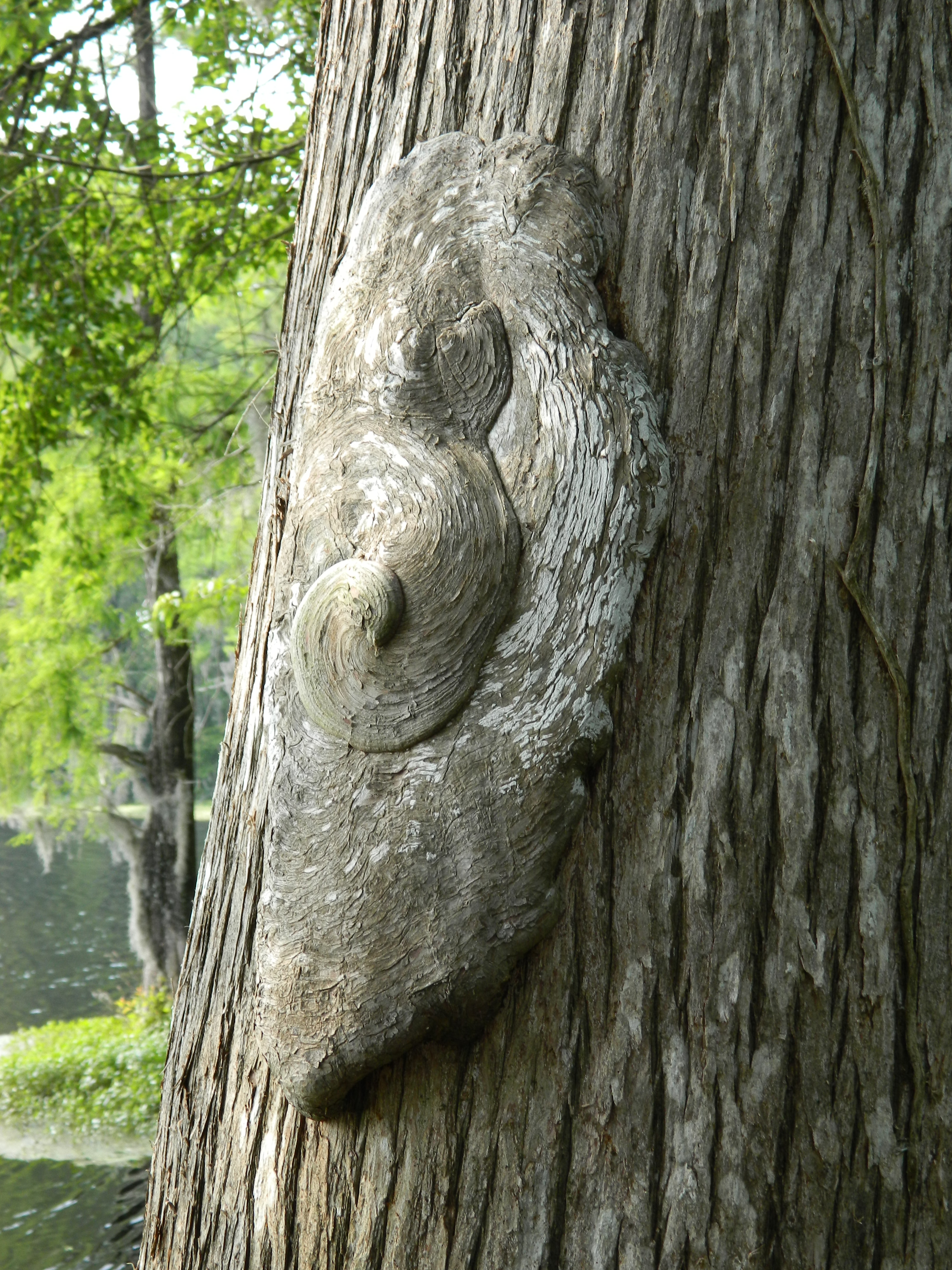 Pretty Tree Growth