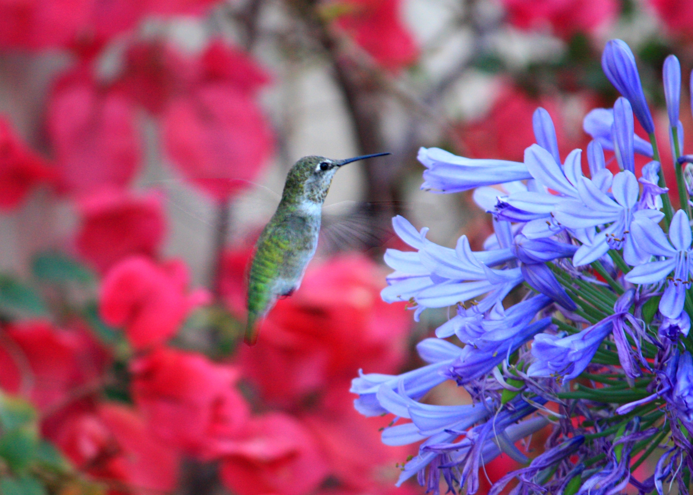 Flutter wings