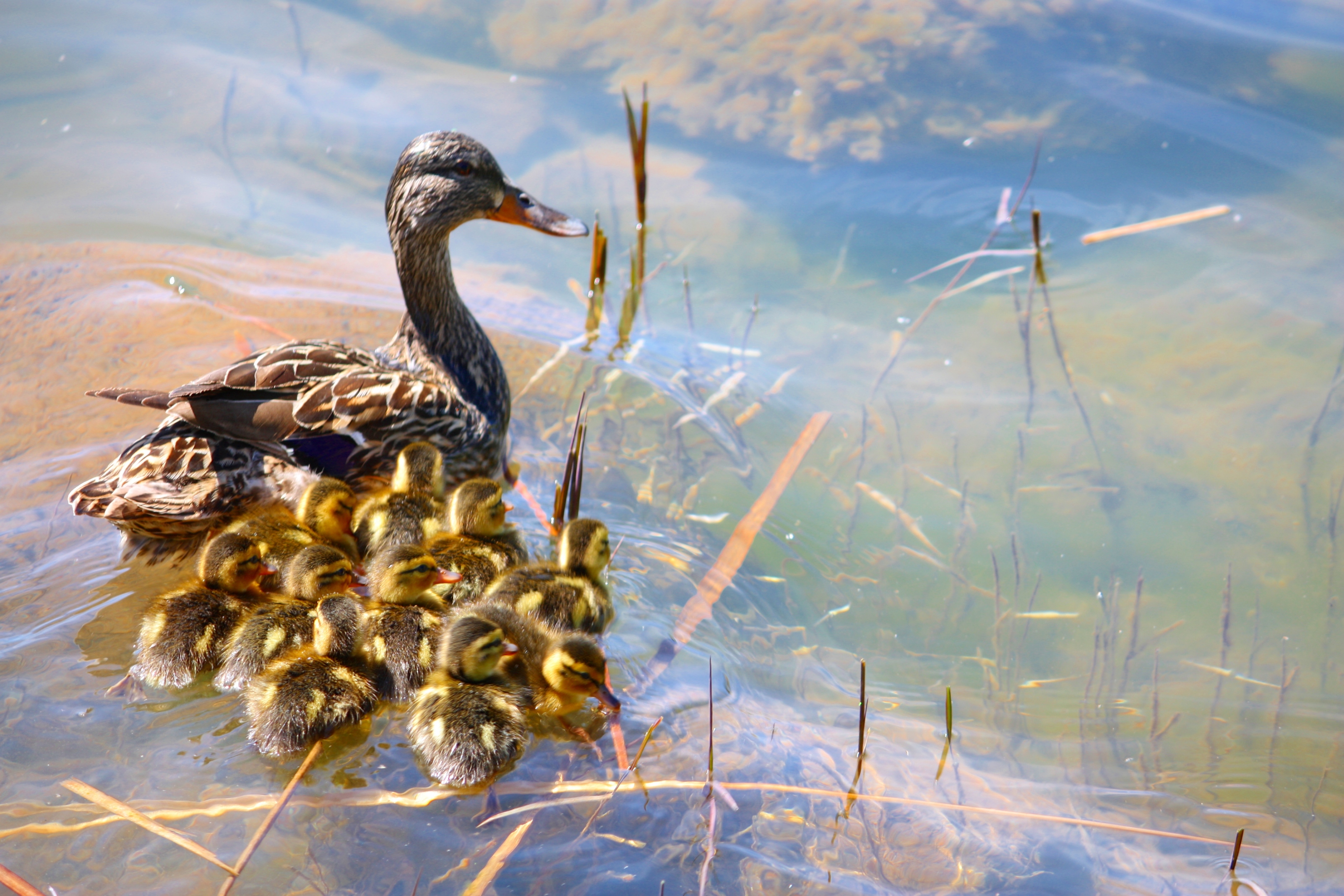 Spring Ducklings