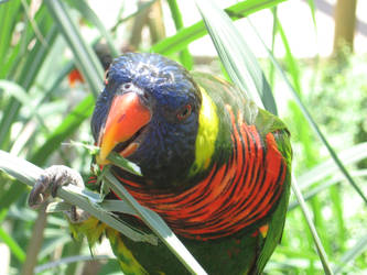 Lorikeet 2