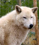 Tranquil Arctic Wolf by ChinookWolf