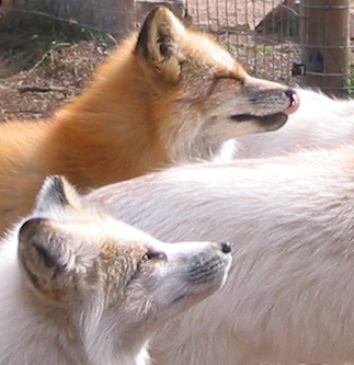 Red Foxes